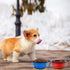 Collapsible Dog Bowl, 2 Pack Portable Pet Travel Bowls with Lids for Dogs, Cats, Small Animals, Blue+Red
