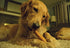 EcoKind Himalayan Gold Yak Cheese Dog Chew for Large Dogs, Long Lasting, Healthy Treats, Rawhide Free, Large (Pack of 5)
