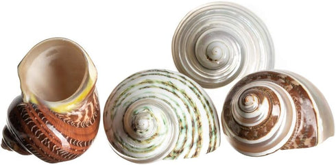 4 2-2.5" 1" Hermit Crab Shells | Turbo Shells | Assorted Turbo Shells | Opening Size Approx. | Hermit Crab House