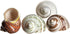 4 2-2.5" 1" Hermit Crab Shells | Turbo Shells | Assorted Turbo Shells | Opening Size Approx. | Hermit Crab House