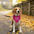 ZPPRJF Big Sister Dog Bandana, Dog Bandana, Deep Pink Pet Dog Scarf Accessories, Pet Dog Triangle Scarf, Dog Bandana