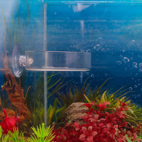Senzeal 2PCS Shrimp Feeding Dish, Glass Aquarium Fish Tank Reptiles Round Feeder Bowl with Suction Cup