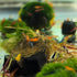 Swimming (20 1 Creatures Freshwater Aquarium Shrimp - A Perfect Combo to Brighten Your Aquarium! Mixed + Almond Leaf)
