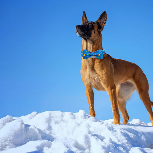 Elegant Little Tail Dog Collar - Soft Adjustable Bow Collar for Small Medium Large Dogs