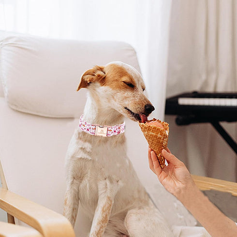 Lionheart Glory Dog Collar, Pink Shark Print, Adjustable Durable Collar for Medium Dogs, Male or Female Spring Summer