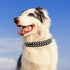 BINGPET Adjustable Leather Dog Collar, Real Split PU Leather, Studded Pet Collar for Small Medium Large Dogs