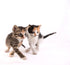 11Oz Hartz Powdered Kitten Milk Replacer Formula
