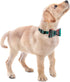 Cute Soft Girl Dog Collar with Bow, Bowtie Dog Collar for Boys, Detachable Adjustable for Small Medium Large Pets