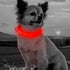BSEEN LED Dog Collar - Rechargeable Light Up Collar for Small Dogs & Cats, Reflective Adjustable Safety Lights (Red, XS)