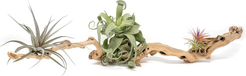 Grapewood Branches with Tillandsia Air Plants - Multiple Sizes (Medium)