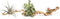 Grapewood Branches with Tillandsia Air Plants - Multiple Sizes (Medium)
