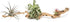 Grapewood Branches with Tillandsia Air Plants - Multiple Sizes (Medium)