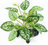 2 pcs Reptile Artificial Plants, Terrarium Decorations, Amphibian Habitat Hideout Tank Accessories