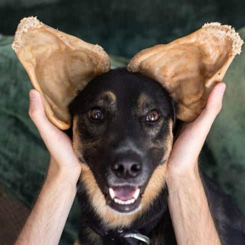Pet Qwerks Pigs Ear BarkBone - 6" Nylon Dog Bone for Aggressive Chewers with Bacon Flavor
