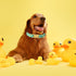 Maca Bates Cute Duck Green Dog Collar for Dogs, Adjustable Thick Collars, Gift for Small Medium Large XL Puppy