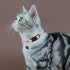 2 Pack Glow in The Dark Cat Collar with Bell, Breakaway Safety Cat Puppy Collars with Pendant Light Blue and Pink
