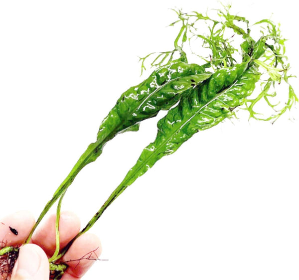 PLANTEREST Microsorum Java Fern Windelov Bundle Live Aquarium Plants BUY2GET1FREE