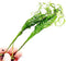PLANTEREST Microsorum Java Fern Windelov Bundle Live Aquarium Plants BUY2GET1FREE
