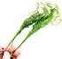 PLANTEREST Microsorum Java Fern Windelov Bundle Live Aquarium Plants BUY2GET1FREE