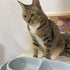 Cat Kitten Dog Puppy Feeder Pet Bowl - New Light Blue, 3 Colors