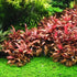 AquaLeaf Aquatics Tissue Culture Live Aquarium Plants | in Vitro Freshwater Aquatic Plants for Small Aquariums