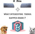 Pet Hair Remover Pumice Stone for Dog and Cat Hair Removal, Furniture, Couch, Carpet (2 Pack) Grey