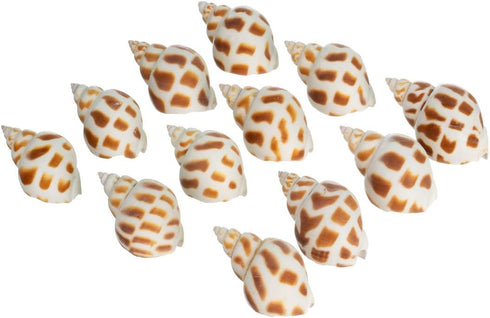 12 3/4"- 2" Hermit Crab Shells | Turbo Shells | Babylonia Aerolata Turbo Shells | Hermit Crab House for Dcor | Plus