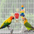 Bird Parakeet Toys, Colorful Swing Chewing Toy Hammock Ladder for Budgerigar, Conure, Cockatiel