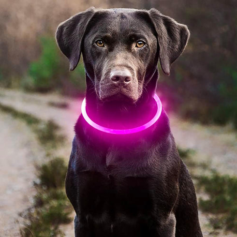 HIGO LED Dog Collar, USB Rechargeable Light Up Dog Necklace, Waterproof Glow in The Dark for Night Walking