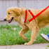 360º Swivel Locking Carabiner 2" for Securing Pets, Dog Leash and Harness, Camping, Hiking, Keychains (2 Pack)