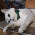 Cat Collar Breakaway with Bell and Bow Tie - Set of 2 PCS Adjustable Safety Plaid Design Collars (Green & Light Blue