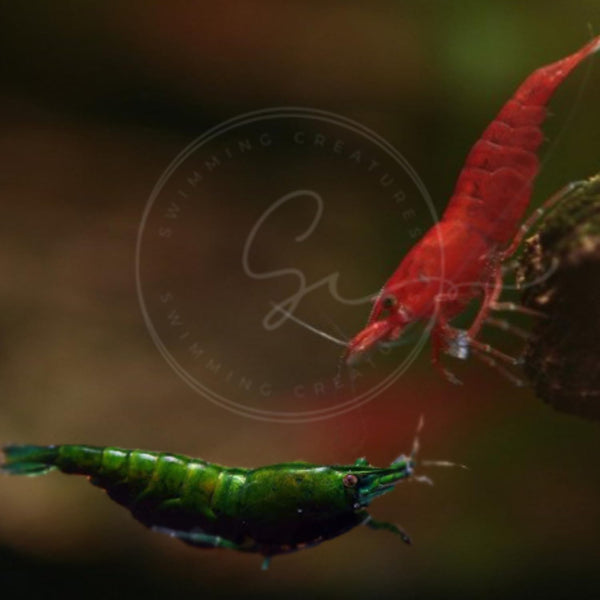 Swimming Creatures Premium Neocaridina Shrimp Fun Two-Color Combo for a Vibrant Aquarium
