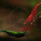 Swimming Creatures Premium Neocaridina Shrimp Fun Two-Color Combo for a Vibrant Aquarium