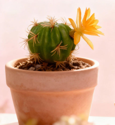 QuarenDen 4 Fake Reptile Plants, Desert Reptile Plants Succulent kit, Reptile Terrarium Decorative, Pcs, Faux Cactus
