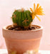 QuarenDen 4 Fake Reptile Plants, Desert Reptile Plants Succulent kit, Reptile Terrarium Decorative, Pcs, Faux Cactus