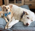 Lionet Paws Boy Dog Collar with Bowtie - Comfortable Adjustable Cute Blue Plaid Collar for Male Dogs, Small (Neck 10-16