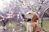 Lionet Paws Dog Collar, Comfortable Adjustable Cute Collar with Metal Buckle for Male Female Dogs Gift, Purple Daisy, Large, Neck 16-24 inches