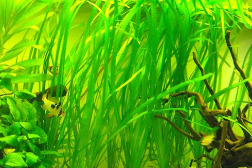 Generic 15 8 10 Jungle Vals Plants, Jungle Vallisneria Aquarium Plant Live for Gardening, Inc to Inc Long, No Ship