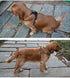 Truelove Soft Front Dog Harness Best Reflective No Pull Harness with Handle and 2 Leash Attachments