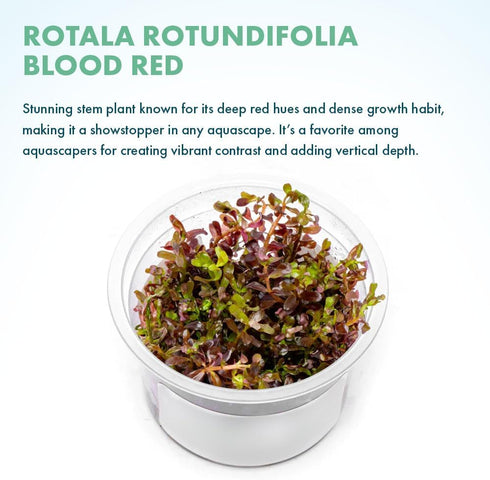 SubstrateSource Live Plant - Rotala Rotundifolia Blood Red (Rotala rotundifolia) - Midground to Background Stem