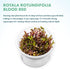 SubstrateSource Live Plant - Rotala Rotundifolia Blood Red (Rotala rotundifolia) - Midground to Background Stem