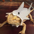 HAICHEN TEC Lizard Clothes - Shark Costume Outfit for Bearded Dragon, Handmade Apparel for Reptiles (M, Shark Costume)