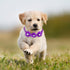 JETTINGBUY 30 Pieces Dog Bow Ties, Adjustable Pet Diamond Flower Collars for Dogs Cats in 10 Colors