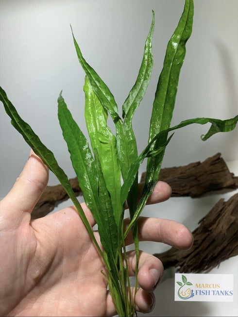 2 1 Marcus Fish Tanks Java Fern Microsorum Pteropus Easy Low Light Live Aquarium Plant - Buy Get