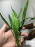 2 1 Marcus Fish Tanks Java Fern Microsorum Pteropus Easy Low Light Live Aquarium Plant - Buy Get
