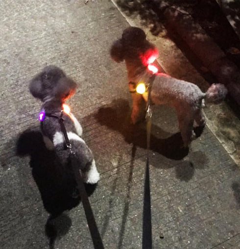 Avando Dog Collar Light, Waterproof Silicon LED Dog Lights for Night Walking, Safety Lights for Dog and Cat, Batteries
