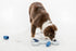 TRIXIE Flip Bone Strategy Game Beginner Dog Puzzle Level 1 Activity Treat Toy Interactive Play Enrichment for All Breeds