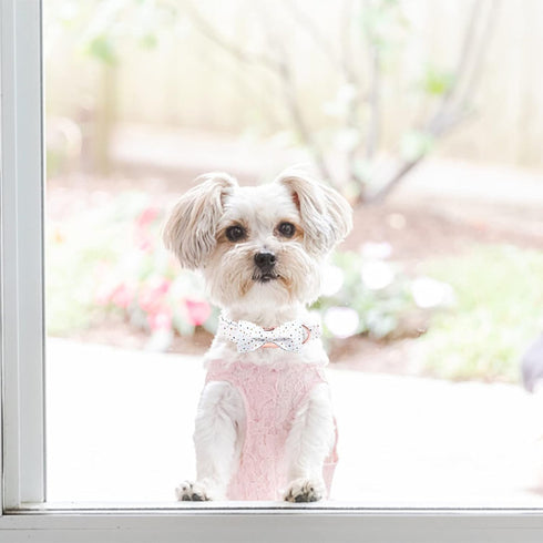 Elegant little tail Dog Collar with Bowtie, Adjustable Cute Dot Collar for X-Small Female or Male Dogs