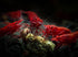Generic 10+ High Grade Fire Red Cherry Shrimps Neocaridina Live Freshwater Shrimp Aquarium Inverts High-Grade Cherry