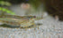 Neat&Tidy 10 pack Amano Shrimp Small - - live beautiful freshwater Aquarium Shrimp